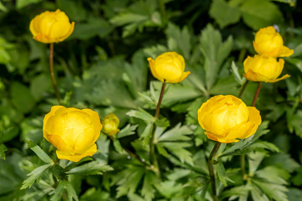 Globebloem 'Trollius'