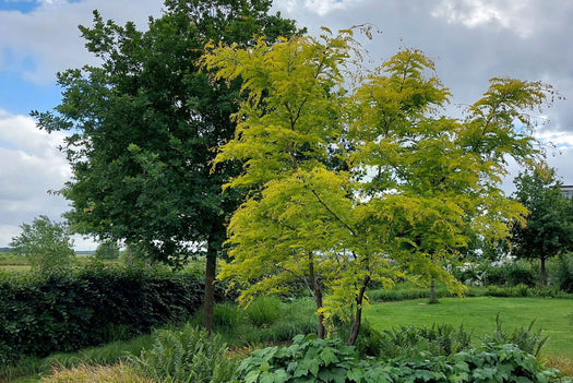 Solitaire bomen