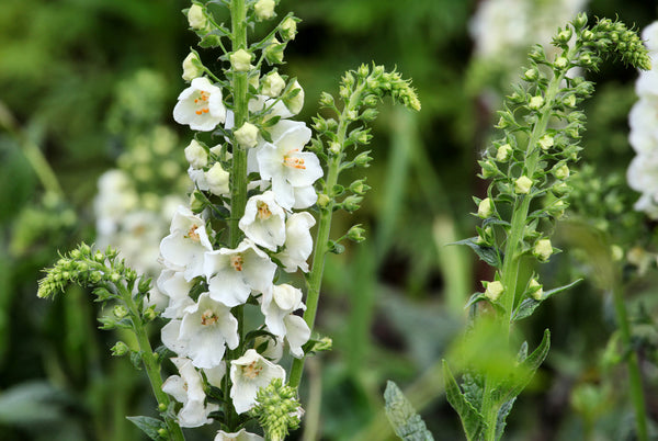 Toorts 'Verbascum'