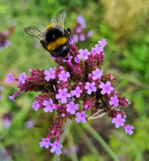 Borderpakketten - IJzerhard - Verbena