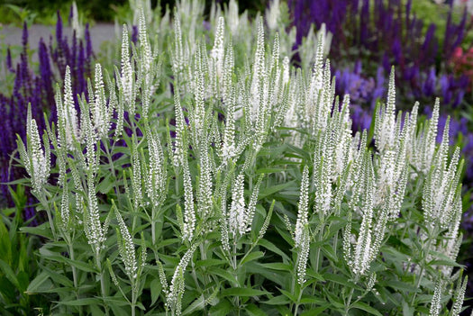 Alle Ereprijs 'Veronica' planten