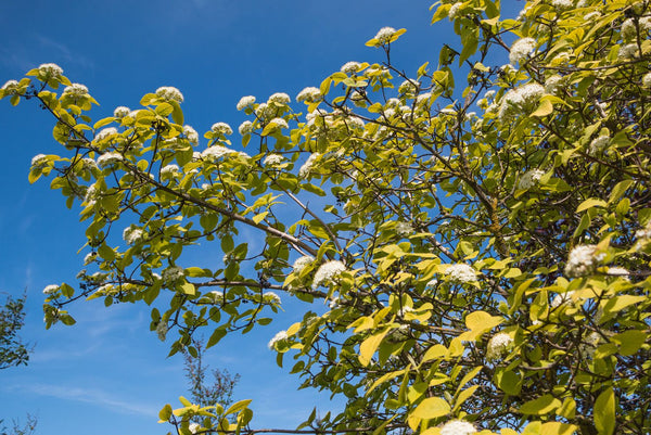 Alle Sneeuwbal 'Viburnum'