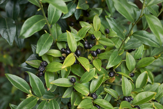 Vleesbes 'Sarcococca'