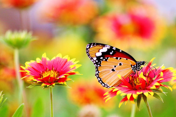 Vlinder lokkers (vlindertuin)