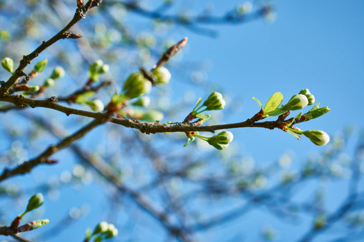 Voorjaarsbloeiers vaste planten