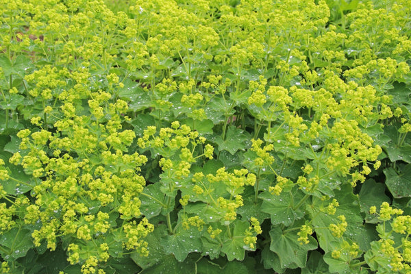 Vrouwenmantel 'Alchemilla'