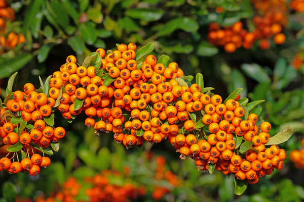 Vuurdoorn 'Pyracantha'