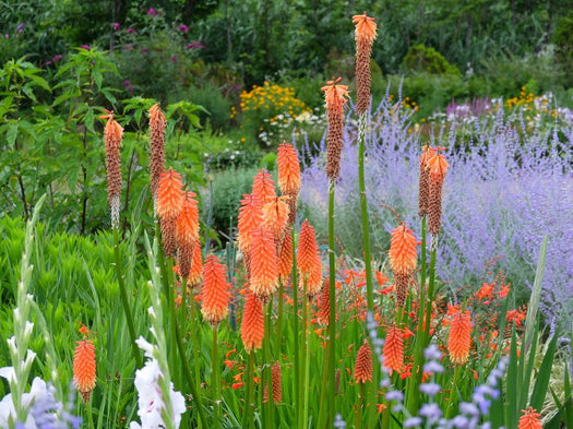 Alle vuurpijl Kniphofia