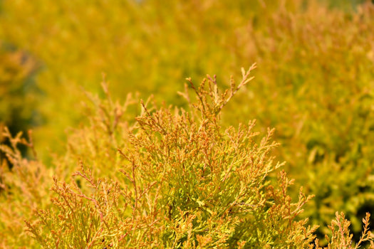 Haagplanten met decoratieve bladeren