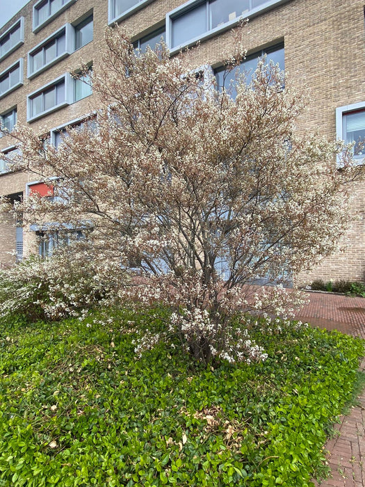 Populaire kleine bomen