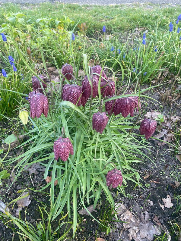 Kievitsbloem 'Fritillaria'