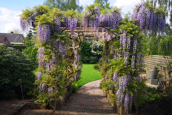 Blauweregen 'Wisteria' soorten