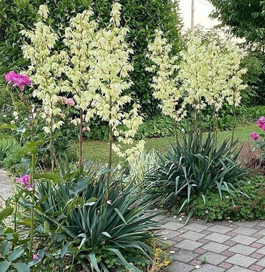 Palmlelie 'Yucca'