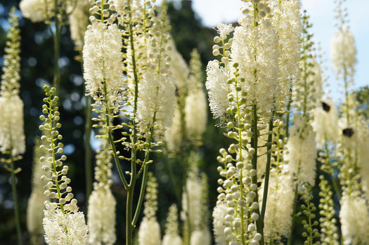 Alle Zilverkaars 'Cimicifuga' of 'Actaea' planten