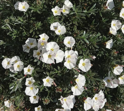 Zilverwinde 'Convolvulus cneorum'