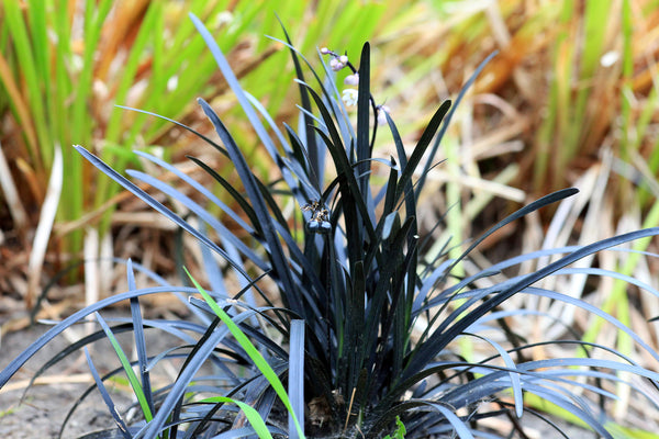 Japanse slangenbaard 'Ophiopogon'