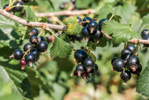 Zwarte bes struiken 'Ribes nigrum'