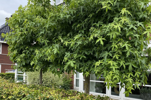 Amberbomen 'Liquidambar styraciflua'