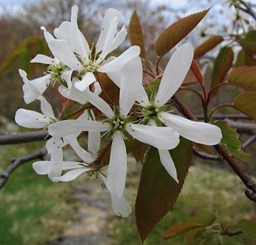 Krentenboompje 'Amelanchier' informatie