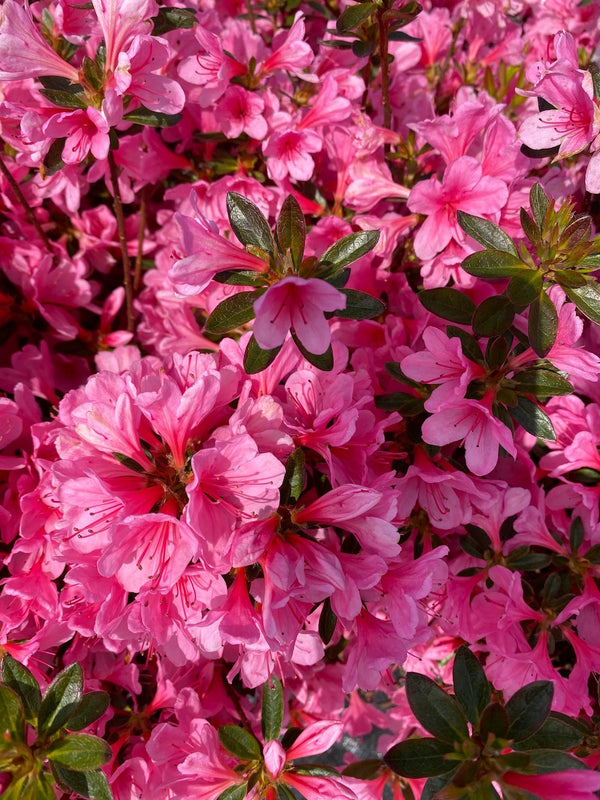 Azalea