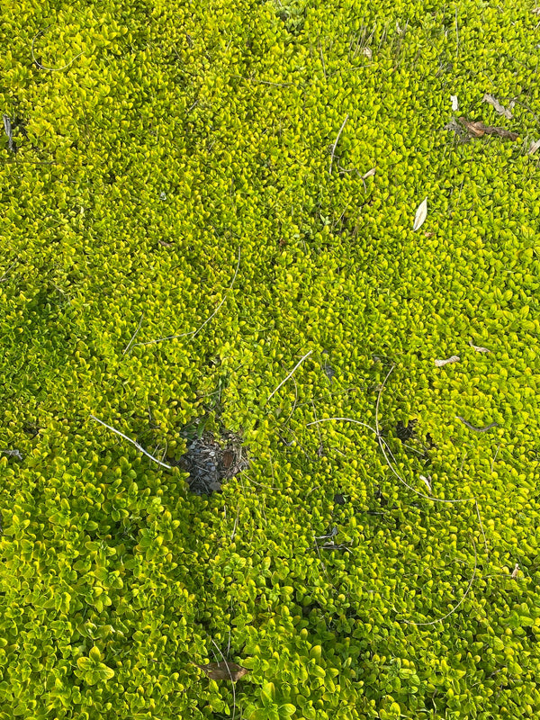 Andeskruid 'Azorella'