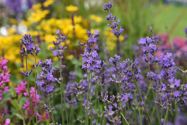 Biologische vaste planten volle zon