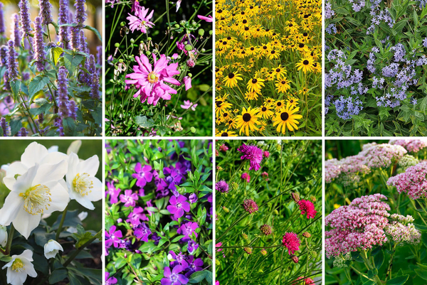 Borderpakketten - 100% biologische tuinplanten