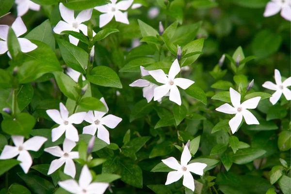 Biologische bodembedekkers