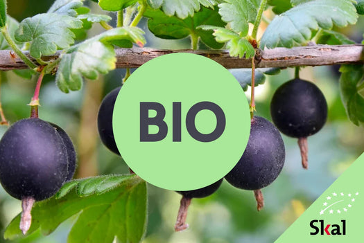 Biologisch gekweekte fruitstruiken