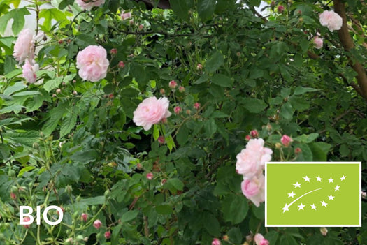 Biologische klimplanten: EU-biologisch gecertificeerd (Skal 116581)