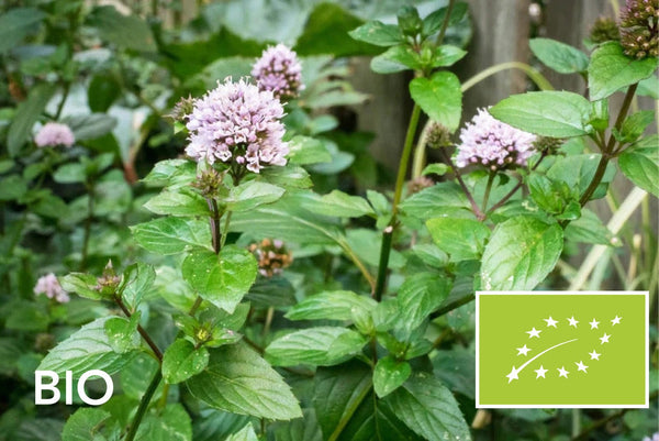 Biologische moestuinplanten: EU-biologisch gecertificeerd (Skal 116581)