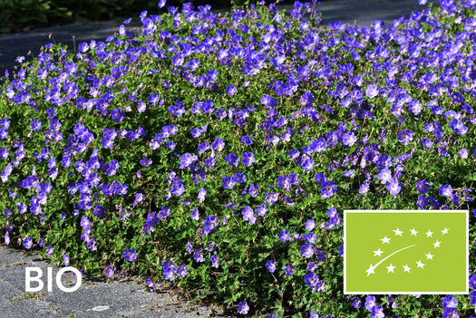 Biologische planten met blauwe bloemen: bio ooievaarsbek 'Rozanne', EU-biologisch gecertificeerd (Skal 116581)