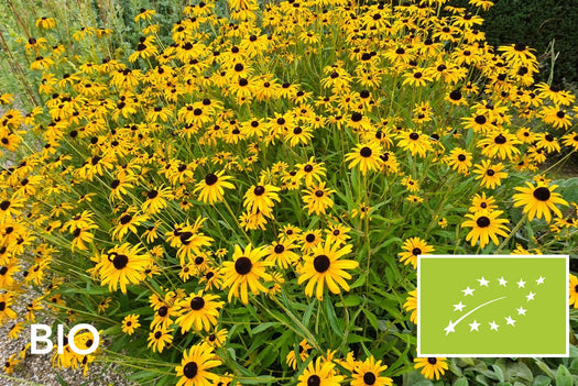 Biologische planten met gele bloemen: bio gele zonnehoed (Rudbeckia), EU-biologisch gecertificeerd (Skal 116581)