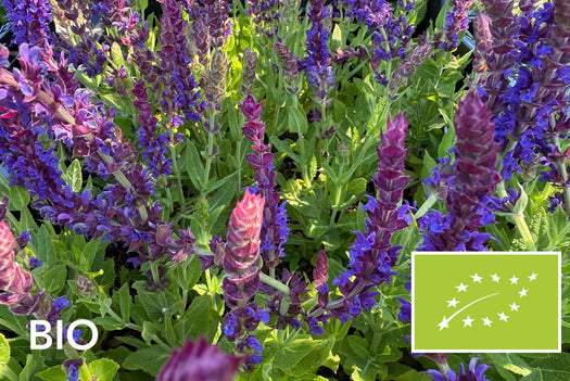 Biologische planten met paarse bloemen: bio salie in bloei, EU-biologisch gecertificeerd (Skal 116581)
