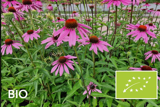 Biologische planten met roze bloemen: bio rode zonnehoed (Echinacea), EU-biologisch gecertificeerd (Skal 116581)