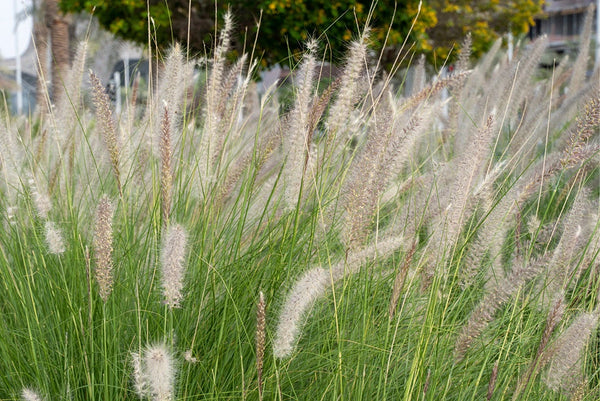 Biologische siergrassen