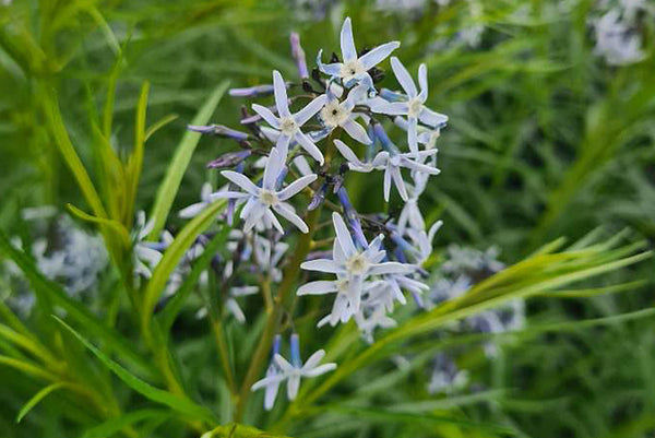 Blauwe ster 'Amsonia'