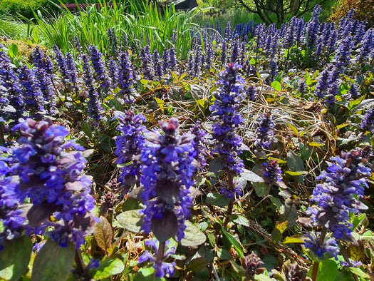 Lage bodembedekkers met bloemen