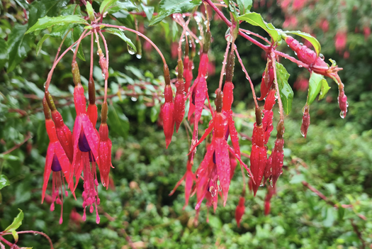 Alle Bellenplanten 'Fuchsia'