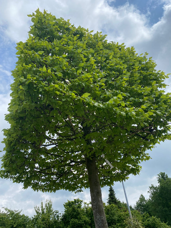 Blokbomen - Kubusvorm