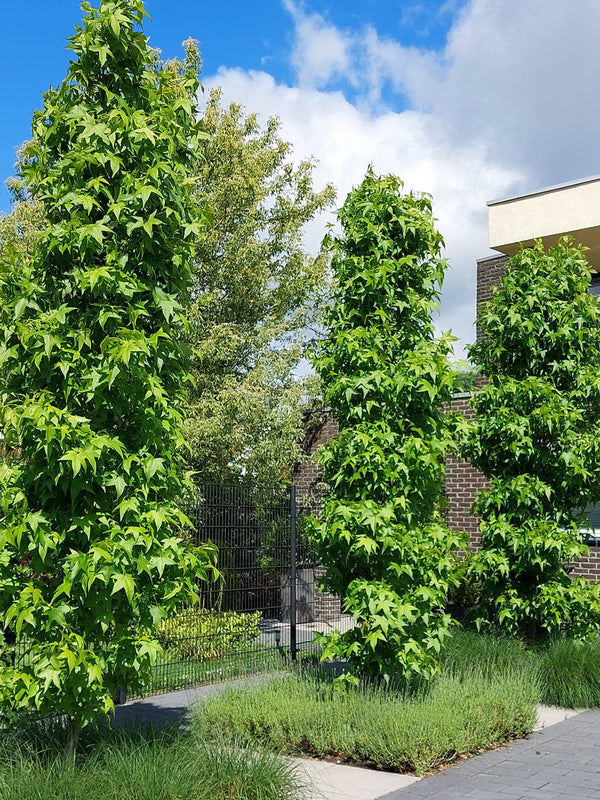 Bomen voor kleigrond