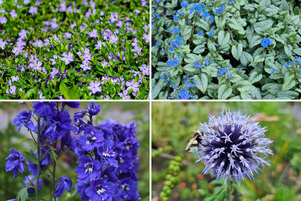 Borderpakketten - Bloeikleur Blauw