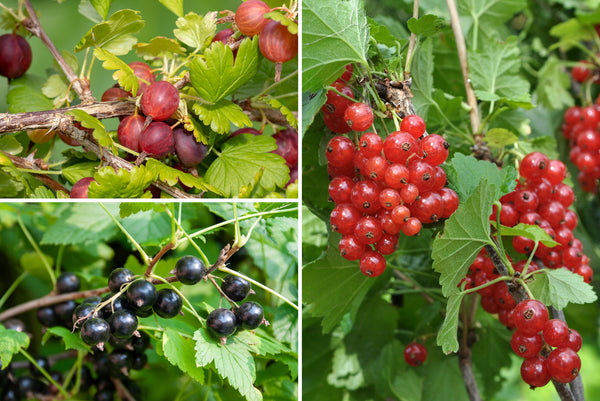 Fruitpakket per vierkante meter