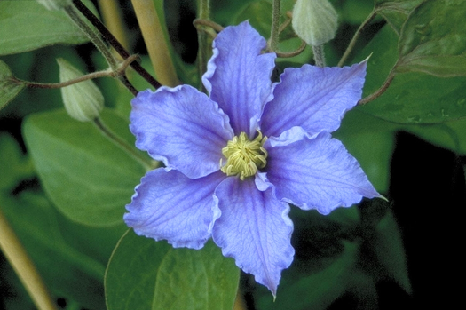 Bosrank 'Clematis' soorten