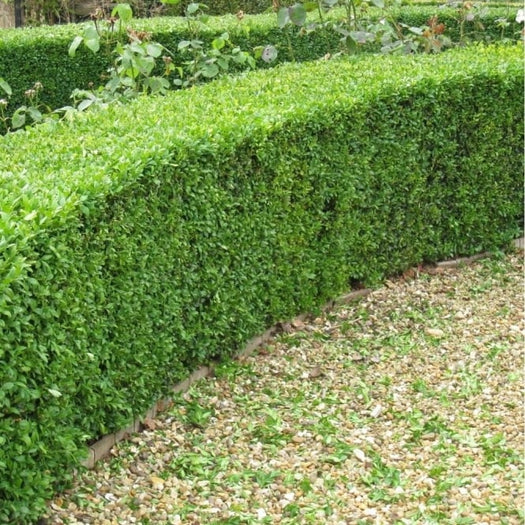 Buxus