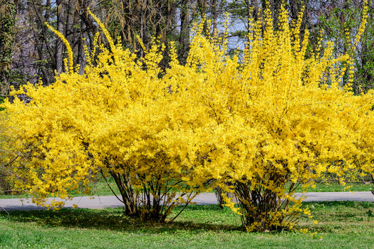 Chinees klokje 'Forsythia'