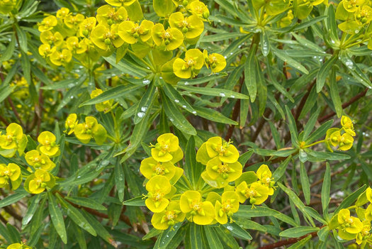 Alle Wolfsmelk 'Euphorbia' planten