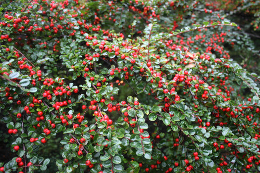 Dwergmispel 'Cotoneaster'