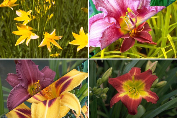 Borderpakketten - Daglelie - Hemerocallis