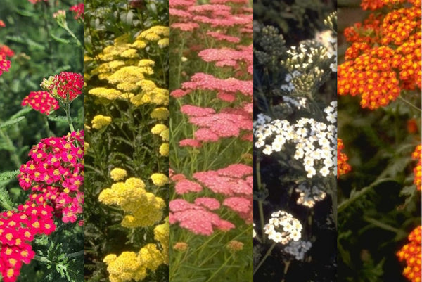 Borderpakketten - Duizendblad - Achillea